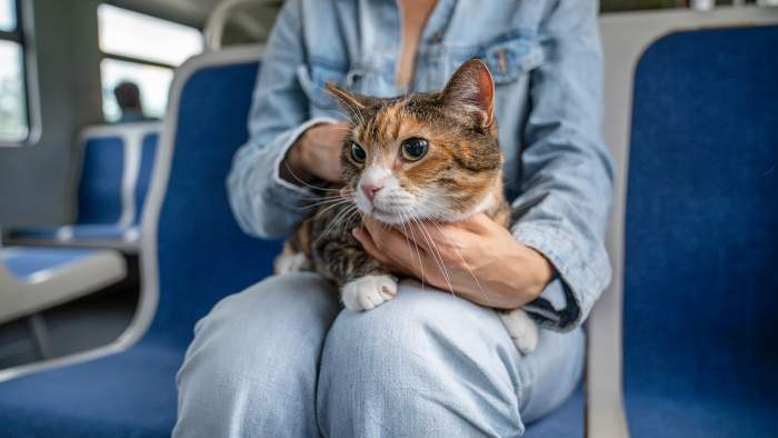 Insólito: multan a una pareja porque su gato maullaba demasiado fuerte en un tren