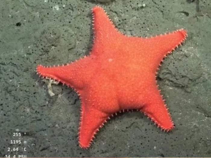 Una fábrica de pastas creó sorrentinos con la forma de la “estrella culona”