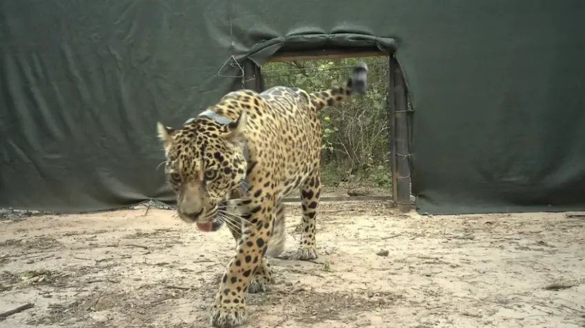 Ofrecen $250 millones por datos sobre Acaí, la yaguareté desaparecida en El Impenetrable