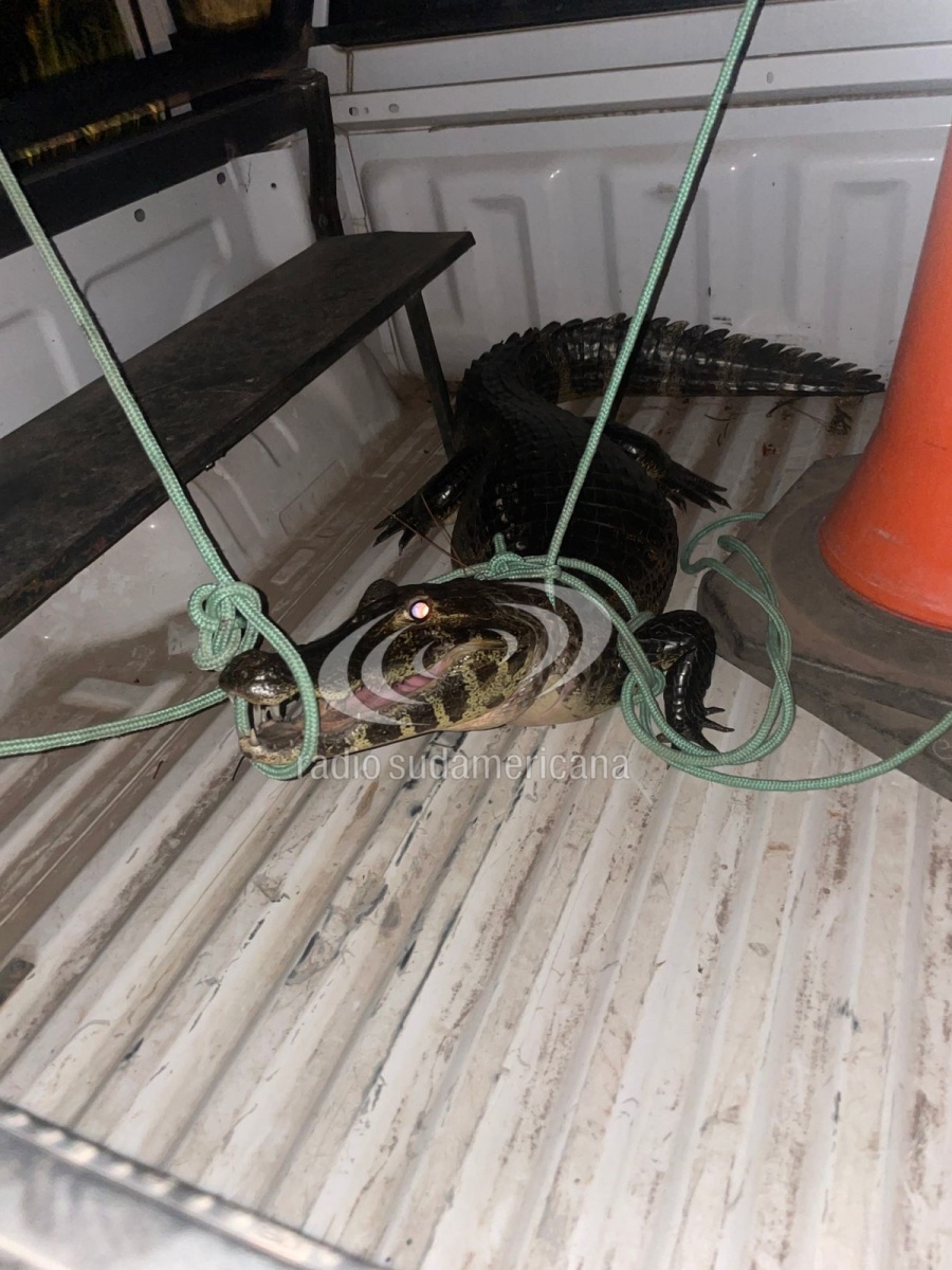 RESCATARON Y LIBERARON UN YACARÉ HALLADO EN UNA ZONA URBANA