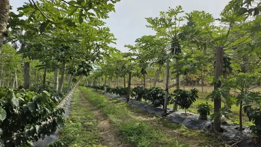CORRIENTES PODRÍA TENER SU PRIMERA PRODUCCIÓN DE CAFÉ PARA 2027