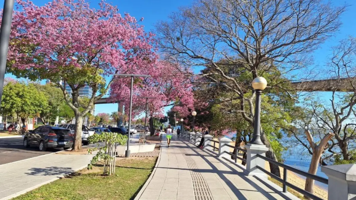 LOS LAPACHOS NEGROS DE LA COSTANERA DE CORRIENTES CAPTURAN 1.820 TONELADAS DE CARBONO
