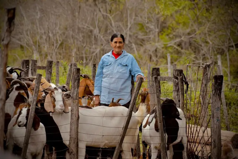 CHACO CELEBRA PRIMERA EXPORTACIÓN DE CHIVOS Y CABRAS