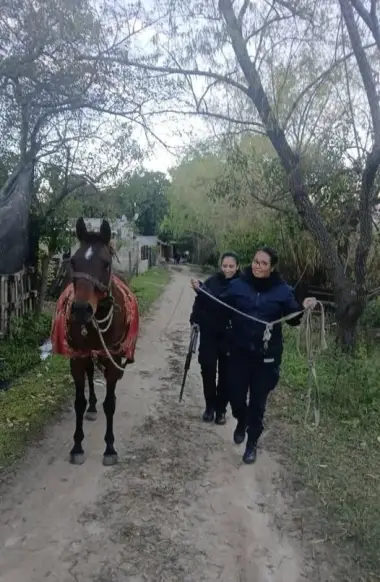 FRUSTRAN EL ROBO DE POLLITOS Y EL SOSPECHOSO ESCAPÓ A CABALLO Y A NADO POR UN ARROYO