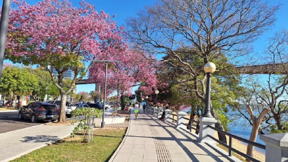 FLORECIERON LOS LAPACHOS EN CORRIENTES: ¿ES UNA BUENA SEÑAL ANTES DE LA PRIMAVERA?