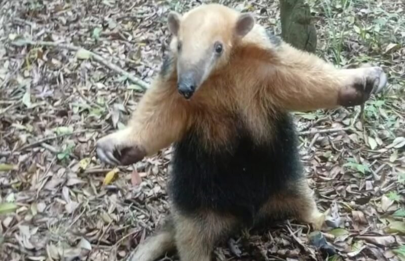 RESCATARON A UN OSO MELERO QUE APARECIÓ EN UN ÁRBOL DE LA TERMINAL DE SALADAS
